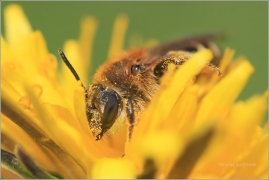 <p>VČELA MEDONOSNÁ (Apis mellifera) ---- /Western honey bee - Westliche Honigbiene/</p>